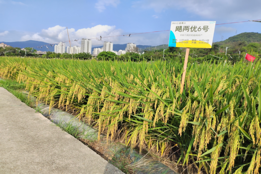 飓两优6号——抗稻飞虱